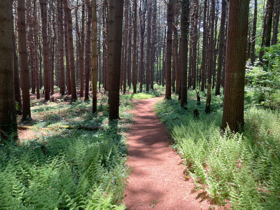 Camille’s Way and the Highlawn Forest Trails