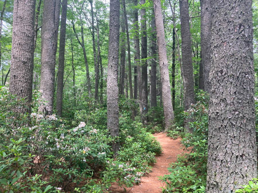 Nipmuck Trail Part 5