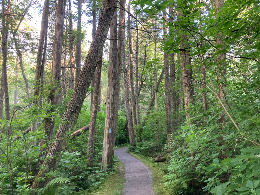 Rhododendron Sanctuary